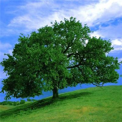 皇冠app下载官方版