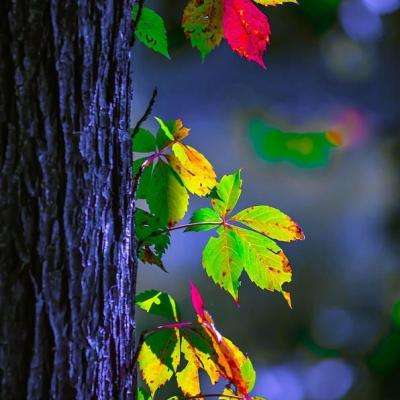 AOA体育登录入口下载手机版